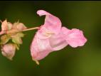 Impatiente glanduleuse (Impatiens glandulifera)_29