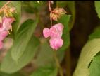 Impatiente glanduleuse (Impatiens glandulifera)_34
