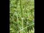Anthrisque des bois(Anthriscus sylvestris)_3