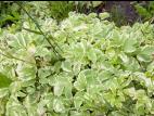 Égopode podagraire(Aegopodium podagraria)_4