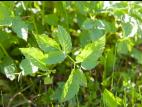 Égopode podagraire(Aegopodium podagraria)_5