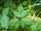 Égopode podagraire(Aegopodium podagraria)_10