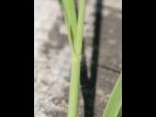 Miscanthus commun (Miscanthus sacchariflorus)_10