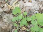 Sençon visqueux (Senecio viscosus)_2