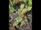 Seneçon visqueux (Senecio viscosus)_7