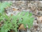 Seneçon visqueux (Senecio viscosus)_10