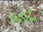 Seneçon visqueux (Senecio viscosus)_11