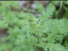 Seneçon visqueux (Senecio viscosus)_12