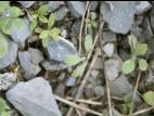 Seneçon visqueux (Senecio viscosus)_13