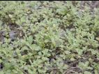 Seneçon visqueux (Senecio viscosus)_14