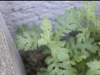 Seneçon visqueux (Senecio viscosus)_16