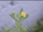 Seneçon visqueux (Senecio viscosus)_17