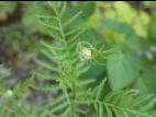 Tanaisie vulgaire (Tanacetum vulgare)_4