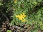 Tanaisie vulgaire (Tanacetum vulgare)_6