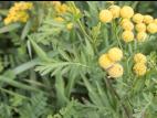 Tanaisie vulgaire (Tanacetum vulgare)_11