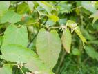 Renouée Sakhaline (Reynoutria sachalinensis)_1