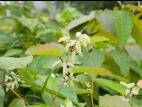 Renouée Sakhaline (Reynoutria sachalinensis)_7