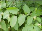Renouée Sakhaline (Reynoutria sachalinensis)_9
