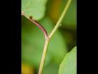 Renouée Sakhaline (Reynoutria sachalinensis)_13