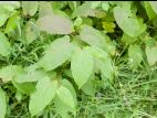 Renouée Sakhaline (Reynoutria sachalinensis)_16