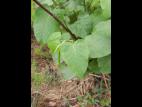 Renouée Sakhaline (Reynoutria sachalinensis)_18