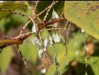 Renouée Japon (Reynoutria japonica)_20