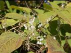 Renouée Japon (Reynoutria japonica)_21