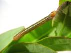 Cleora sublunaria_1