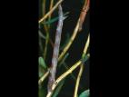 Arpenteuse Johnson (Euchlaena johnsonaria)_1