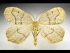 Arpenteuse pruche (Lambdina fiscellaria fiscellaria)_1