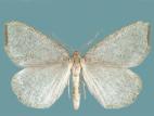 Arpenteuse noire (Speranza argillacearia)_1