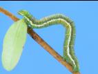 Arpenteuse verte (Speranza sulphurea)_2