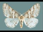 Arpenteuse épineuse (Phigalia titea)_1