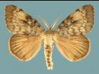 Spongieuse (Lymantria dispar)_3
