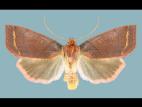 Ver-gris des fleurs d'atocas (Epiglaea apiata)_2