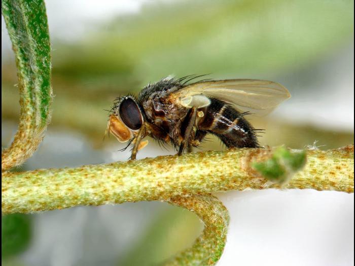 Tachinidés (Tachinidae)