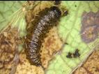 Altica sp._3