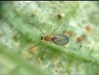Feltiella acarisuga_1