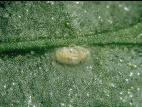 Feltiella acarisuga_2