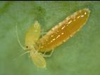 Aphidoletes aphidimyza_2