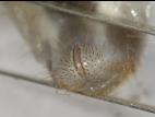 Hanneton commun (Phyllophaga anxia)_2