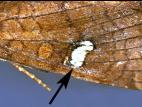 Noctuelle du fraisier (Amphipoea interoceanica)_3