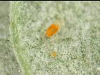 Tétranyque à deux points (Tetranychus urticae)_3