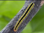 Chenille zébrée (Melanchra picta)_4