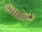 Spongieuse (Lymantria dispar)_4