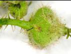 Byture framboise (Byturus unicolor)_5