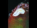 Cécidomyie des atocas (Dasineura oxycoccana)_5