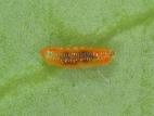 Cécidomyie des atocas (Dasineura oxycoccana)_6