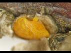 Cochenille de Dearness (Rhizaspidiotus dearnessi)_3