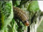 Clepsis spectrana_1